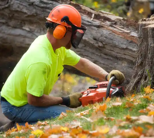 tree services Millerton